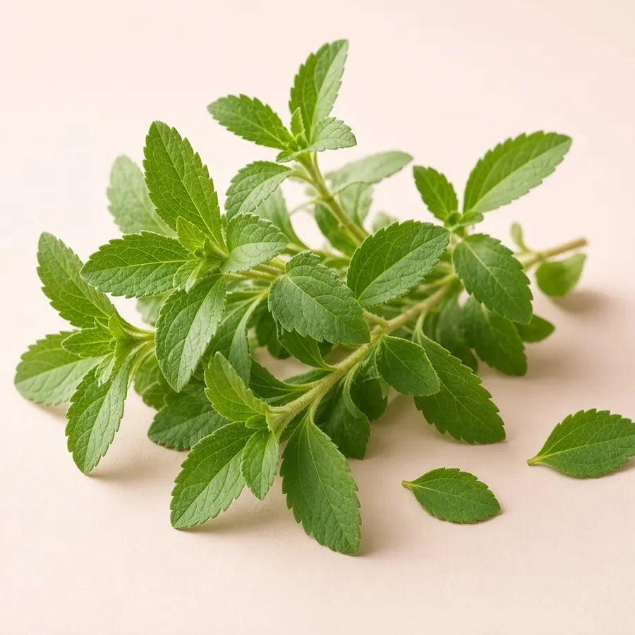 Fresh stevia leaves