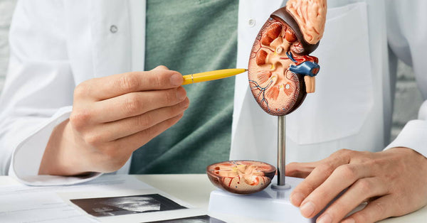 Modified Citrus Pectin Supports Kidney Health During Cisplatin Administration