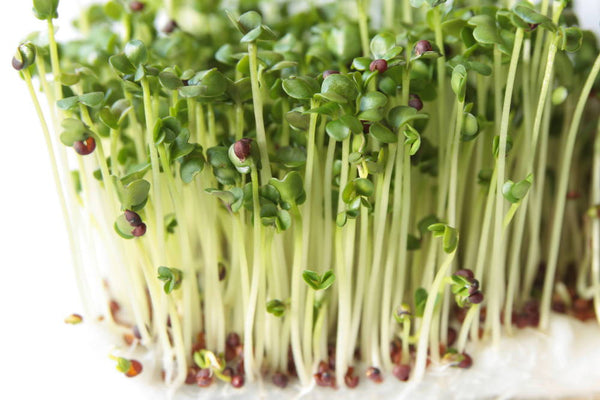 Is Broccoli Sprout Extract the New Turmeric?