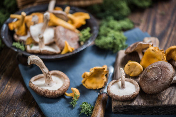 Why Are Mushrooms So Important for Immunity?