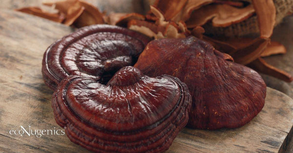 Reishi Mushroom 101- Benefits and More