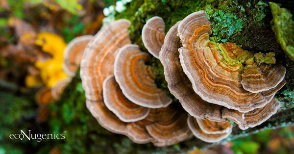 The Surprising Health Benefits Of The Turkey Tail Mushroom