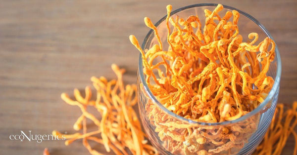 Have You Ever Heard of the Ancient Detoxification Superstar: the Cordyceps Mushroom?