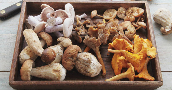 How Mushrooms Train Your Immune System