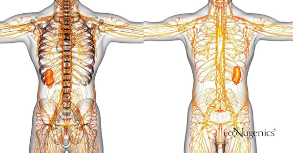 Lymphatic system 101