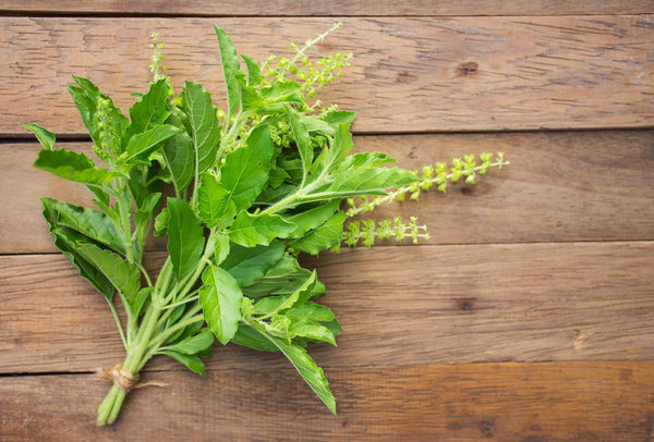 Holy Basil Balances Cortisol and Hormones